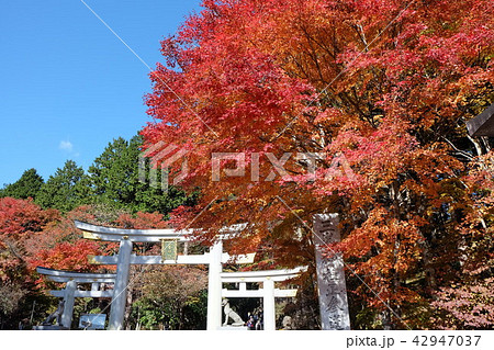 紅葉の三峯神社 紅葉の三峯神社 42947037