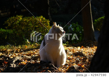 上野公園の猫 42947590