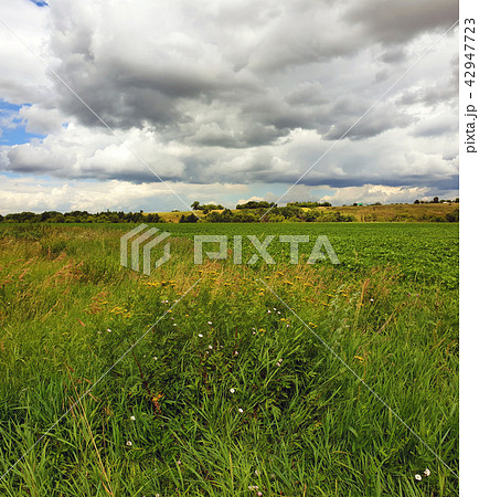 Beautiful summer landscape with grass and trees in Russia 42947723