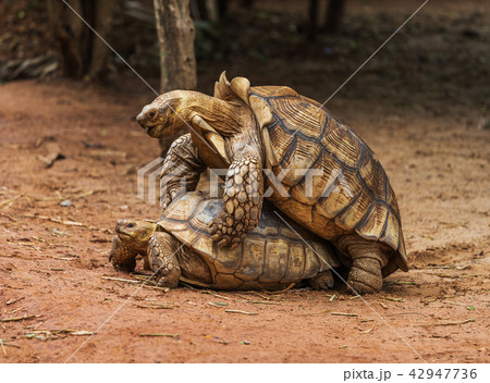 Aldabra giant tortoise mating in garden 42947736