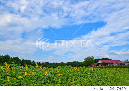 山の学校　ひまわり畑 42947960