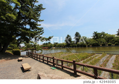 桑名城址九華公園 42948085