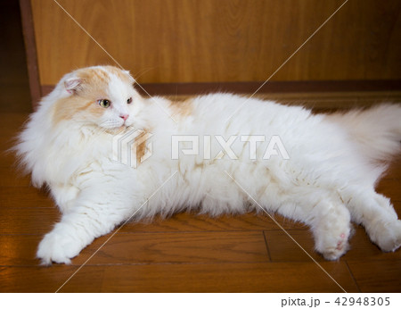 猫 猫 42948305