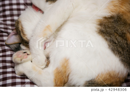 まるまる猫 まるまる猫 42948306