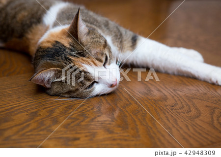 ダラダラしている三毛猫さん ダラダラしている三毛猫さん 42948309