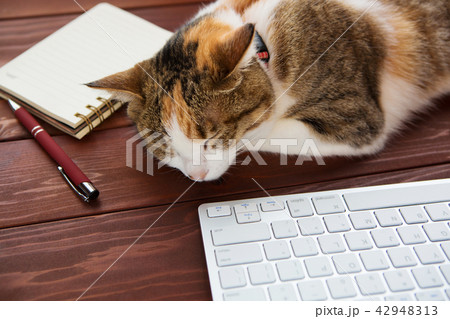 パソコン疲れの三毛猫さん 42948313