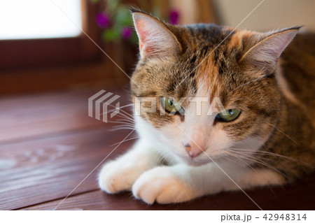 眠いのを我慢している三毛猫さん 眠いのを我慢している三毛猫さん 42948314