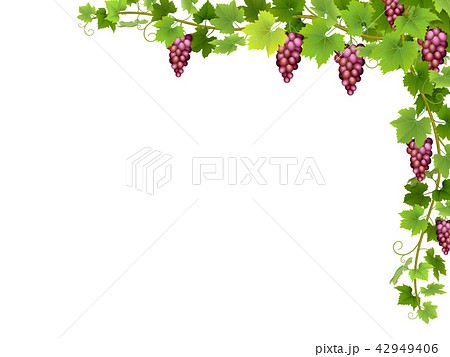 ブドウの絵 ブドウのスケッチ。花柄のワインぶどうと葉と巻きつきのぶどうの