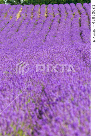 ラベンダー畑　中富良野 42950031