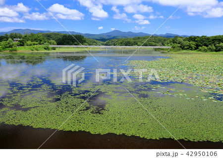 津軽平野 大沢内ため池 津軽平野 大沢内ため池 42950106