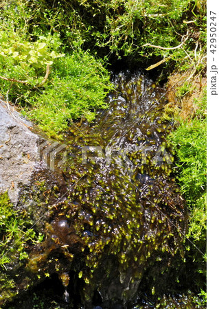 羊蹄山の湧水 42950247