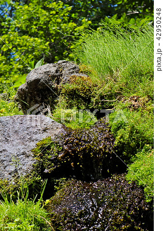 羊蹄山の湧水 42950248