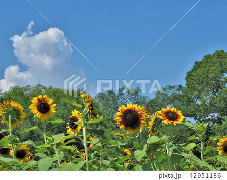 万博記念公園ひまわりフェスタの写真素材