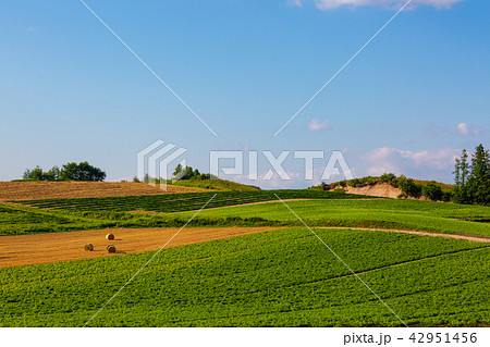 上富良野の麦畑　麦ロール 42951456