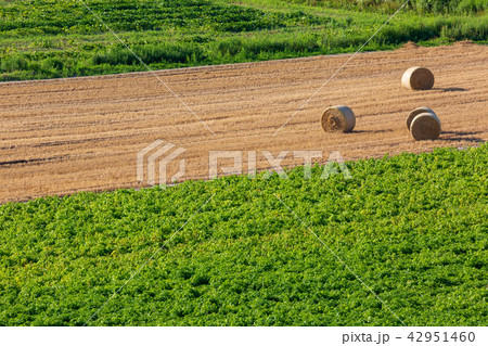 上富良野の麦畑　麦ロール 42951460