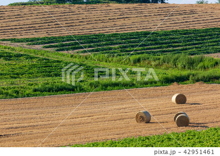 上富良野の麦畑　麦ロール 42951461