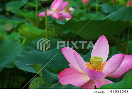蓮の花 ハス Nelumbo nucifera 蓮の花 ハス Nelumbo nucifera 42951543