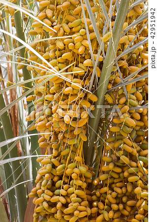 Closeup Ripe Dates growing palm tree. Balcony view 42951942