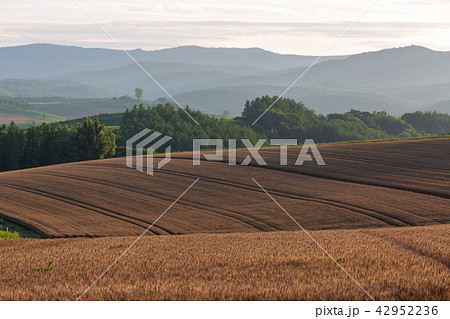 夕日と麦畑　美瑛 42952236