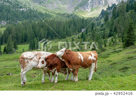 Cows Grazing in the Alps 42952416