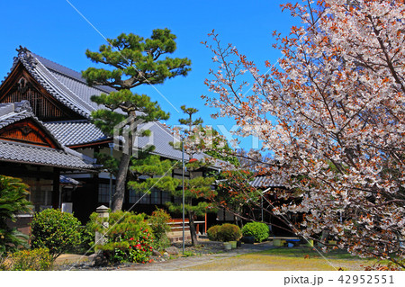 境内に山桜が咲き乱れる慧光寺 境内に山桜が咲き乱れる慧光寺 42952551