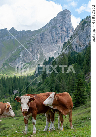 Cows Grazing in the Alps 42952552