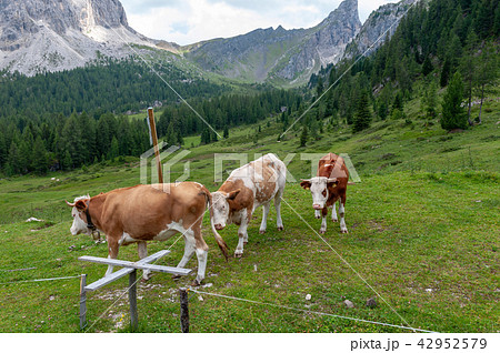 Cows Grazing in the Alps 42952579