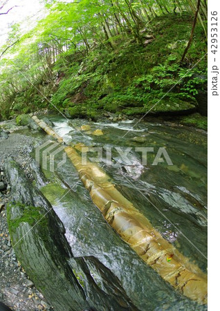 信州　辰野町　横川渓谷の蛇石（じゃいし）　世界に類例がない貫入岩脈　国指定天然記念物 42953126