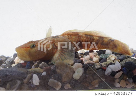 ヨシノボリ 淡水に棲むハゼの仲間 腹の吸盤で葦を登るのが名称の由来の写真素材