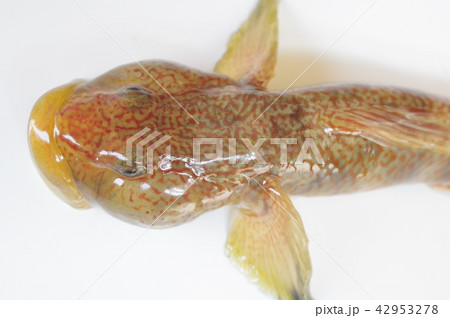 ヨシノボリ 淡水に棲むハゼの仲間 腹の吸盤で葦を登るのが名称の由来 ヨシノボリ 淡水に棲むハゼの仲間 腹の吸盤で葦を登るのが名称の由来 42953278