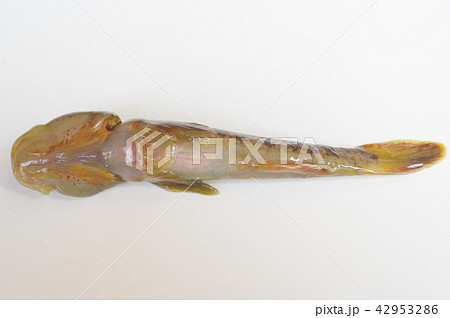 ヨシノボリ 淡水に棲むハゼの仲間 腹の吸盤で葦を登るのが名称の由来の写真素材