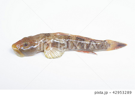 ヨシノボリ　淡水に棲むハゼの仲間　腹の吸盤で葦を登るのが名称の由来 42953289