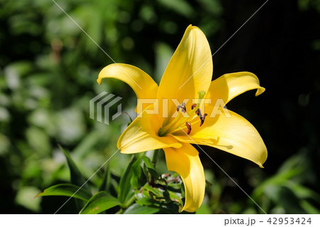 百合の花 百合の花 42953424