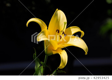 百合の花 百合の花 42953425