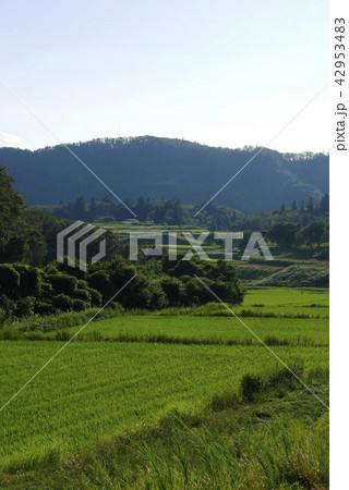 風景写真 日本の原風景 緑の田んぼと青い山なみ 日本の里山 忘れがたきふるさと トンボのいる田んぼ 風景写真 日本の原風景 緑の田んぼと青い山なみ 日本の里山 忘れがたきふるさと トンボのいる田んぼ 42953483