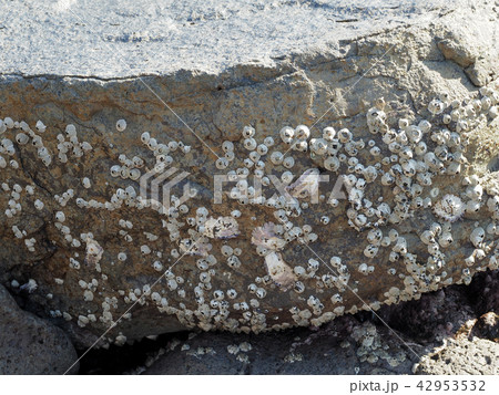 台湾澎湖諸島・桶盤のフジツボ / balanus in Tongpan, Taiwan 42953532
