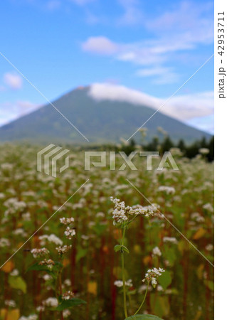 羊蹄山とそば畑 42953711