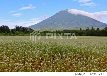 羊蹄山とそば畑 42953713