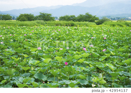 夏の瓢湖 夏の瓢湖 42954137