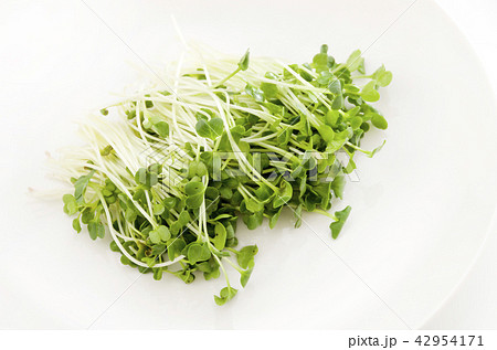 かいわれ大根 42954171