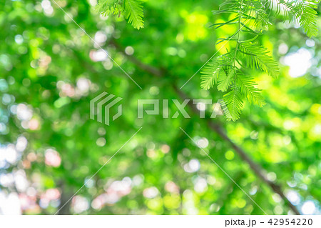 新緑の葉 42954220