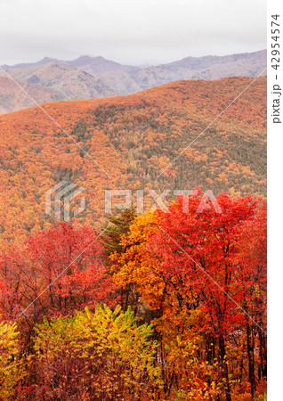 Autumn forest Taebaek Mountains, Gangwon-do, Korea 42954574