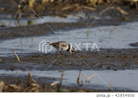 餌を探すハジロコチドリの夏羽 42954930
