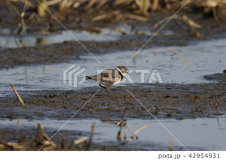 ハジロコチドリの夏羽 42954931