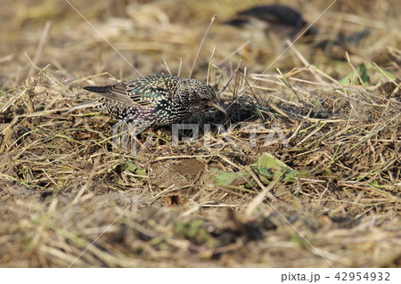 ホシムクドリ 42954932