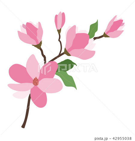 Nature flower pink magnolia 42955038
