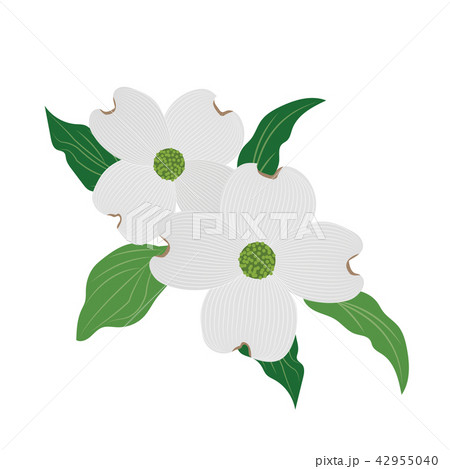 Nature flower white dogwood Cornus florida 42955040