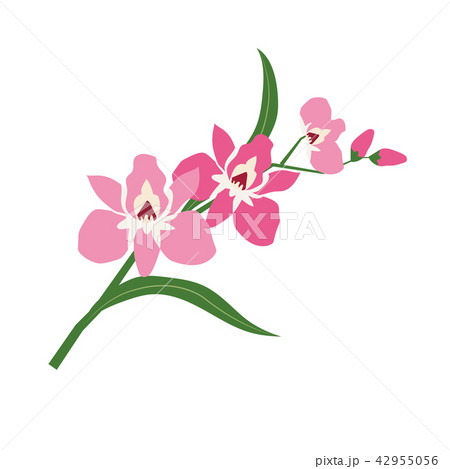 Nature flower pink orchid 42955056