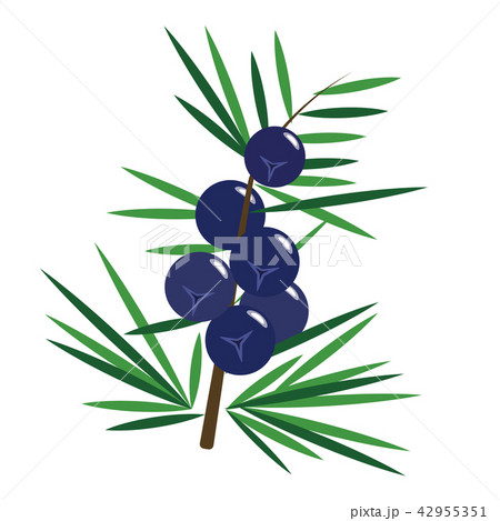 Healthy organic juniper berry 42955351