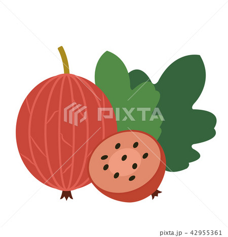 Healthy organic red gooseberry Healthy organic red gooseberry 42955361